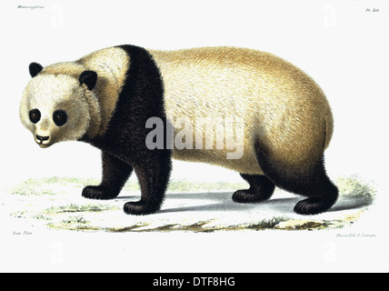 Ailuropoda Melanoleuca, großer panda Stockfoto