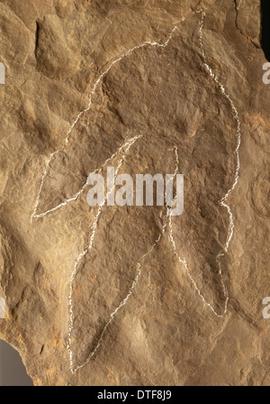 Dinosaurier-Fußabdruck Stockfoto