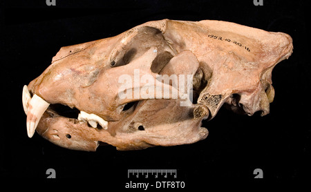 Löwe-Schädel mit Unterkiefer Linke Seitenansicht Stockfoto