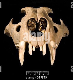 Löwe-Schädel von vorne gesehen Stockfoto