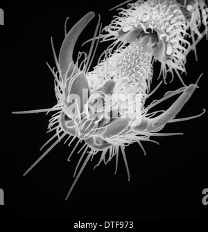 Lasius Niger, schwarze Garten Ameise Stockfoto