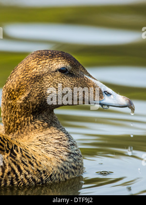 Weiblichen Eiderente - Somateria mollissima Stockfoto