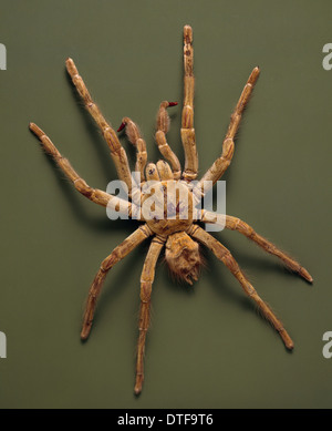 Theraphosa Leblondi, Goliath-Vogelspinne Stockfoto