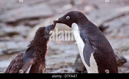 Adelie Penguin (Pygoscelis Adeliae) und Mauser Küken, Schindel Cove, Coronation Island, South Orkneys Stockfoto