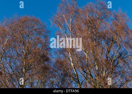 SILVER BIRCH [BETULA PENDEL] BÄUME IM WINTER MIT KÄTZCHEN UND EIN BLAUER HIMMEL Stockfoto