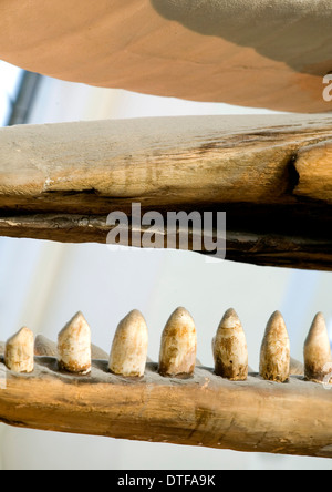 Physeter Macrocephalus, Pottwal Stockfoto