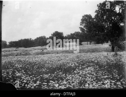 Daisy-Feld auf der Südseite der Route 73 und östlich von Four Mile Creek n.d. Stockfoto