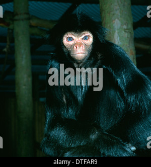 Ateles Paniscus, mit rotem Gesicht schwarze Klammeraffe Stockfoto