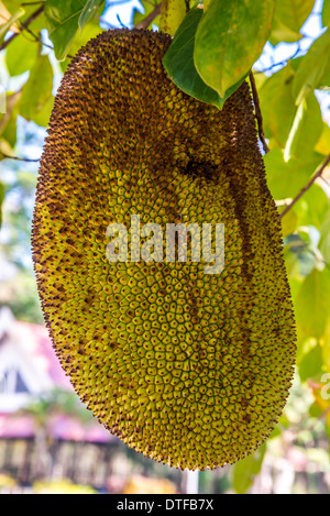 Große Jackfrucht hängen auf dem Baum in Thailand Stockfoto