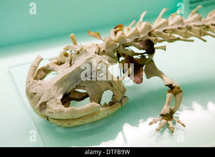 Andrias Japonicus, Japanische Riesensalamander Stockfoto