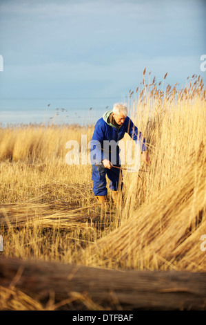 Wally Mason Reed Cutter auf den Norfolk Broads, schneiden Schilf mit seiner eigenen Sense Stockfoto