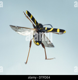 Clytus Arietus, Wespe Käfer Stockfoto