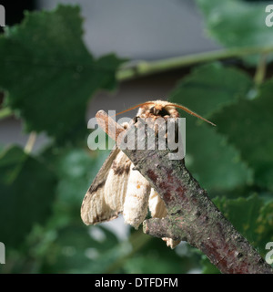 Phalera Bucephala, Buff-Tip Motte Stockfoto