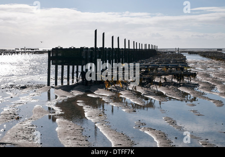 Austernbänke bei Agon Coutainville Beach, Normandie, Frankreich Stockfoto