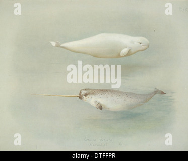 Monodon Monoceros, Narwal und Delphinapterus Leucas, beluga Stockfoto