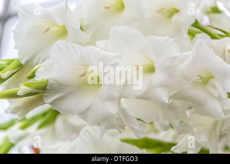 Gladiole "Bangladesch" Stockfoto