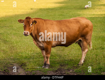 Limousin-Rinder / Kuh / Stier Stockfoto