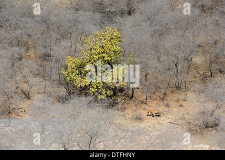 Sehen Sie auf einen Trockenwald mit einem bengalischen Tiger (Panthera Tigris Tigris). Stockfoto