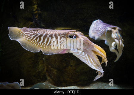 2 europäische gemeinsame Tintenfisch (Sepia Officinalis) Stockfoto