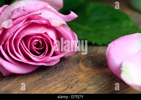 Einem sterbenden rose mit Blütenblättern auf Tischplatte Stockfoto