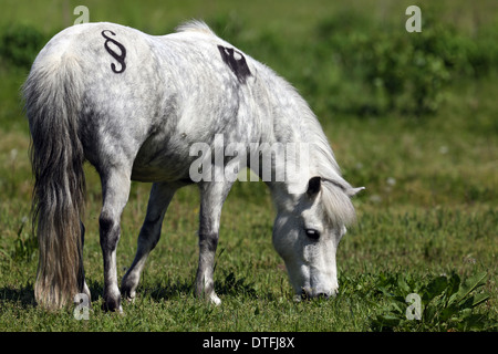 Koenigs Wusterhausen, Deutschland, Shetlandpony mit Absatz-Zeichen und Bundesadler während des Surfens Stockfoto