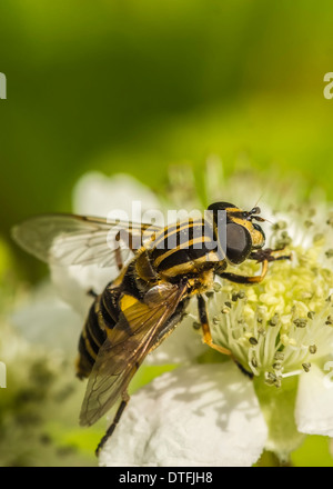 Schwebfliege Stockfoto