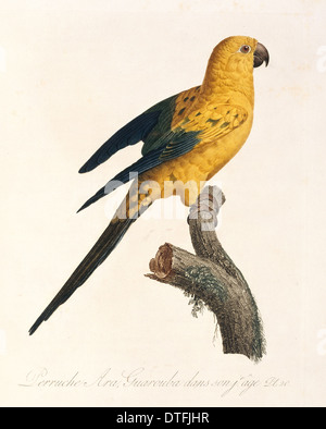 Aratinga Solistaris, Sonne-Sittich Stockfoto