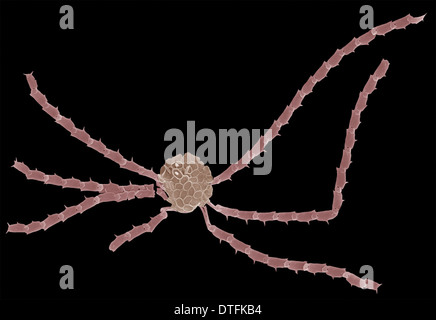 Ophiaster formosus Stockfoto