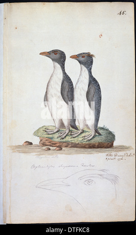 Eudyptes Chrysocome, Felsenpinguin Stockfoto