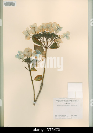 Hydrangea Macrophylla 'Tricolor', unten Hortensie. Stockfoto