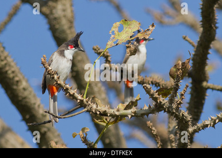 Rot-Schnurrbärtiger gehaltenen (Pycnonotus Jocosus) Stockfoto