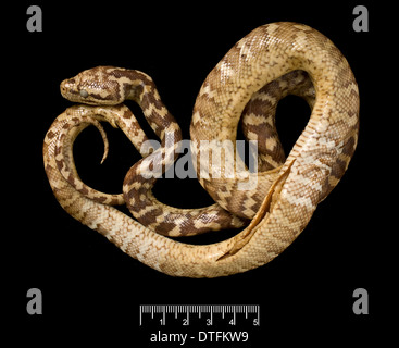 Morelia Spilota Variegata, Teppich-Python. Stockfoto