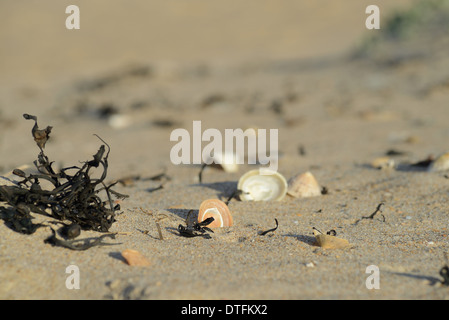 Muscheln und trockene Algen am Sandstrand in Nahaufnahme mit einigen Muscheln nach oben an der Northumbrian Küste gesehen Stockfoto