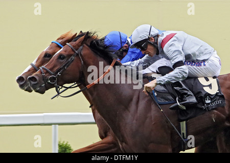 Ascot, UK, Pferde und jockeys Kopf an Kopf in einem Galopp-Rennen Stockfoto