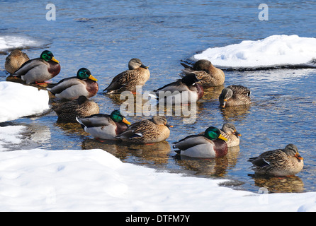 Männliche und weibliche Mallard Enten am Ufer des Flusses im Winter ruhen. Anas platyrhynchos Stockfoto