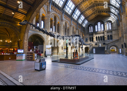 Die Haupthalle des Natural History Museum, London Stockfoto