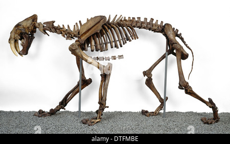 Smilodon Fatalis Sabre-gezahnte Katze Stockfoto