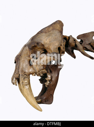 Smilodon Fatalis Sabre-gezahnte Katze Stockfoto