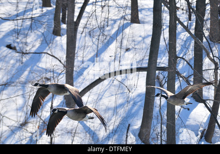 Kanadische Gänse fliegen durch Flusstal. Branta canadensis Stockfoto