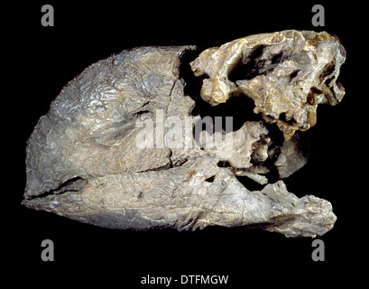 Diatryma Steini Schädel Stockfoto