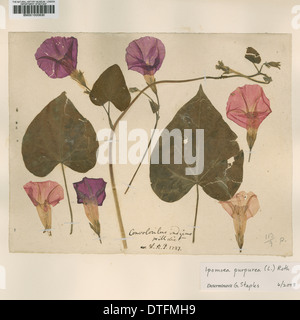 Ipomoea Purpurea (L.) Roth, hohe Winde Stockfoto