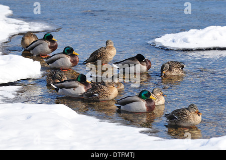 Männliche und weibliche Mallard Enten am Ufer des Flusses im Winter ruhen. Anas platyrhynchos Stockfoto