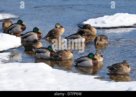 Männliche und weibliche Mallard Enten am Ufer des Flusses im Winter ruhen. Anas platyrhynchos Stockfoto