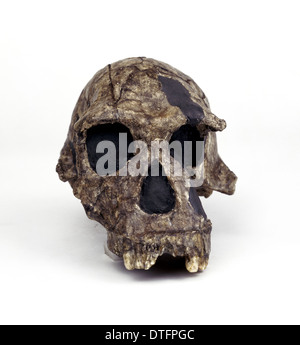 Schädel von Homo Habilis (KNM - ER 1813) Stockfoto