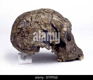 Schädel von Homo Habilis (KNM - ER 1813) Stockfoto