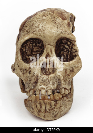 Australopithecus Africanus, das Kind von Taung Stockfoto