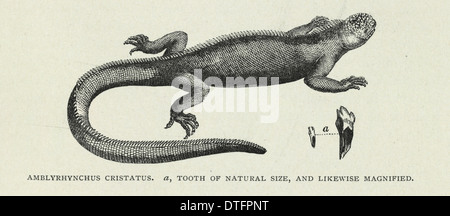 'Amblyrynchus Cristatus' Stockfoto