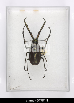 Chiasognathus Grantii Stephens, Hirschkäfer Stockfoto