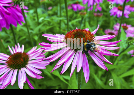 Lila und orange mehrjährige Blumen Echinacea Purpurea Maxima in einem Garten Stockfoto