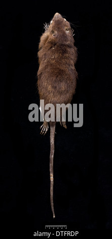 Megalomys Desmarestii, Antillean riesige Reis-Ratte. Stockfoto